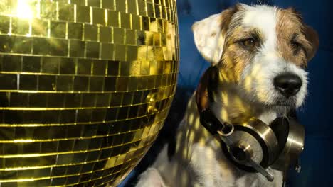 Dog-Gold-Disco-4K-07