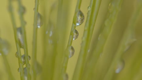 amazing macro view of reflective water droplets on the stem of plants in a pond or water garden