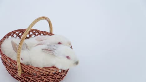 easter bunny rabbit with blue painted egg on blue background. easter holiday concept