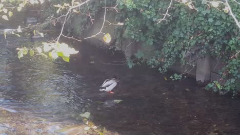 Enten-Auf-Dem-Fluss-Stour-In-Canterbury,-Kent