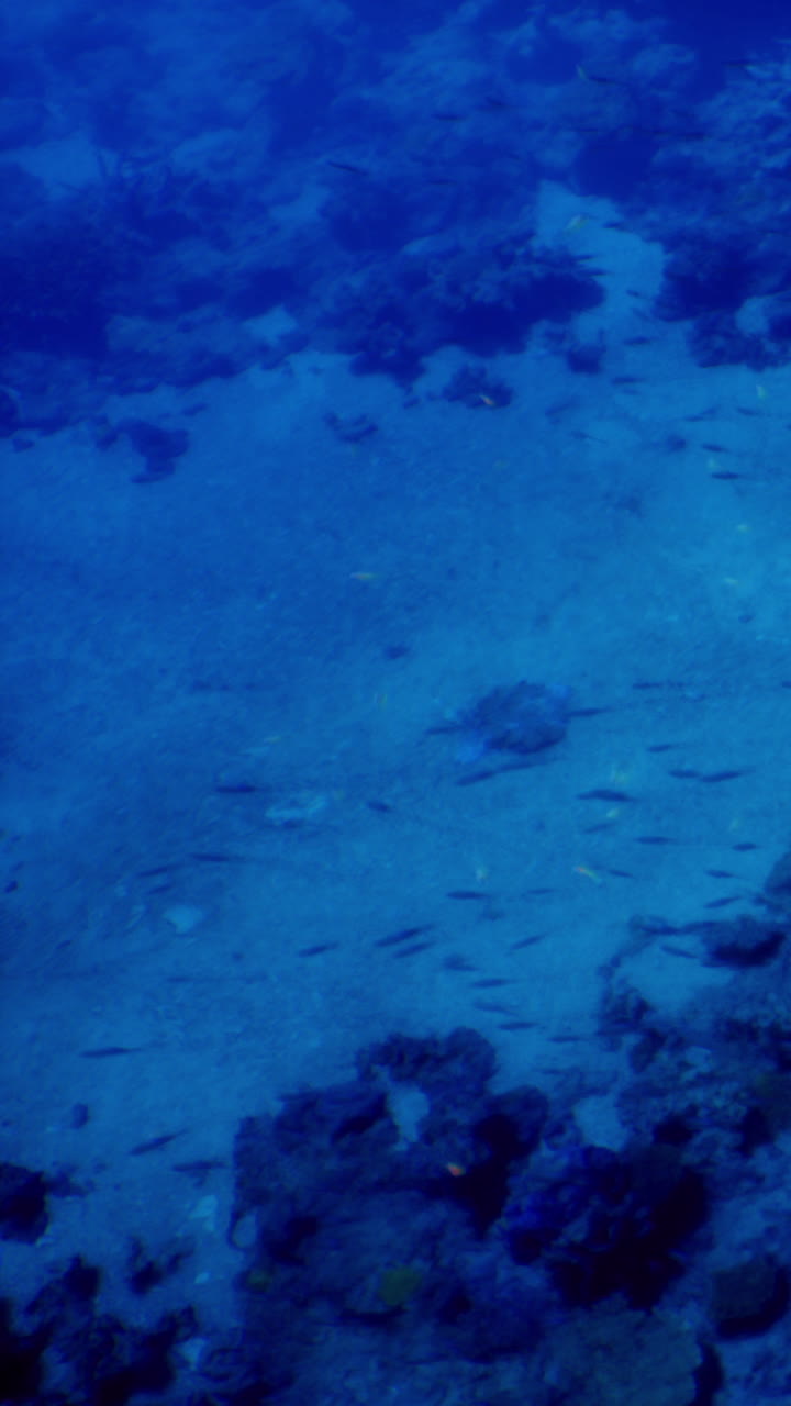 Scena subacquea di barriera corallina con sabbia e vita marina in acqua blu limpida