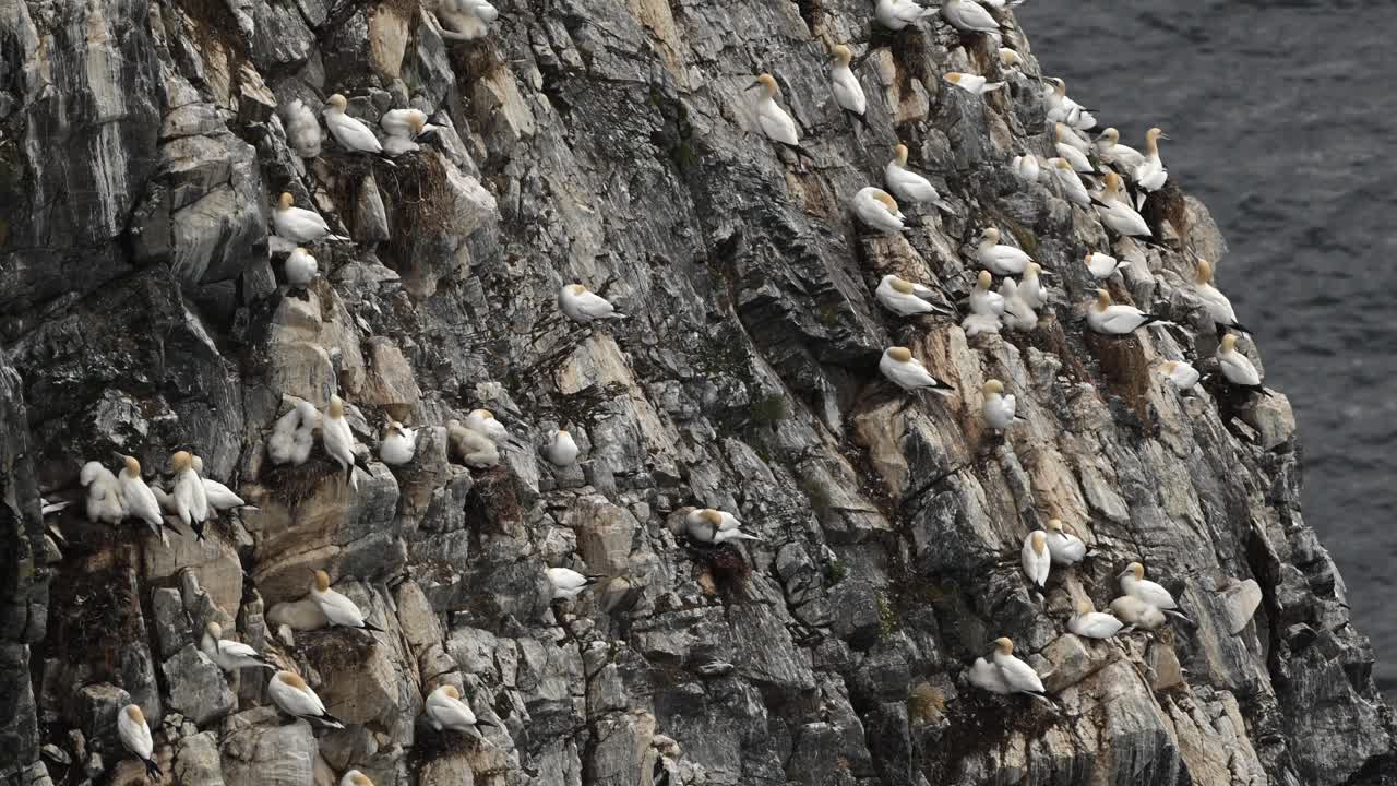 Real time clip of northern gannets nesting on a coastal cliff in northern Norway. Birds sit close together with some moving and flying around nest sites
