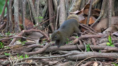 pequeña ardilla de pallas, olfateando y buscando alimento alrededor de las raíces expuestas de los árboles en el parque forestal ecológico, disparo de cerca