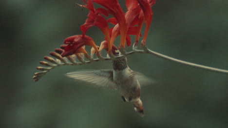 colibrí capturado volando y alimentándose de flores rojas, parte inferior del cuerpo