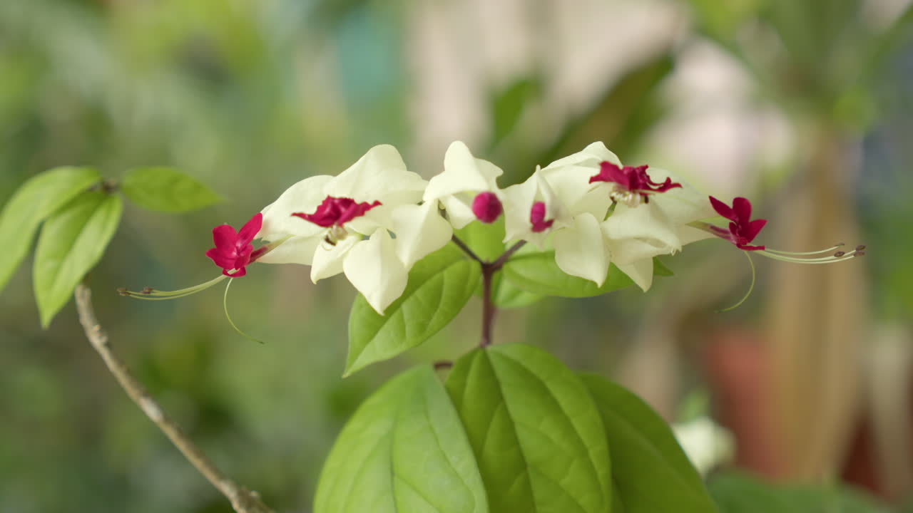 Vibrant white and pink color flower, close up view