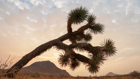 subtle sliding, push in sunrise time lapse with a joshua tree in the foreground and the sunbeams peeking over the distant mountain and through the tree branches