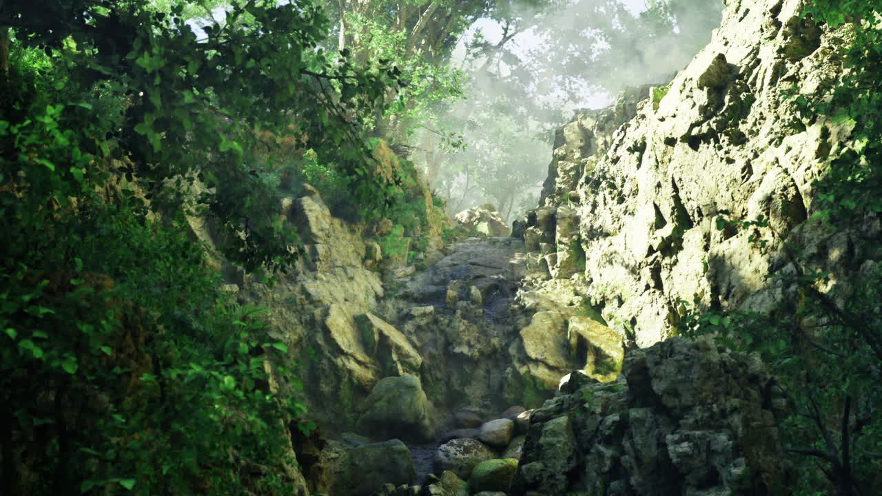 Moody light filters through lush trees in a rocky forest glen