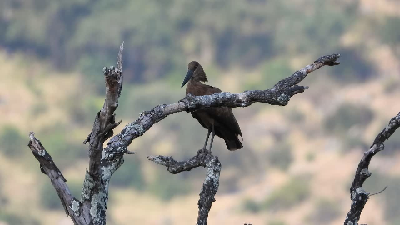 observación de cerca de un pájaro martillo mientras está posado en una rama de árbol seca