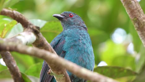 Close-up-shot-of-a-wild-female-Asian-fairy-bluebird-perched-on-tree-branch-amidst-in-the-forest,-alerted-by-the-surroundings,-curiously-wondering-around-the-environment