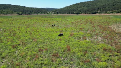 water buffalo oxen graze in green open field on rural plains lowlands