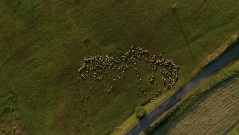 summer evening aerial top down view of hundreds of white sheep grazing on a meadow in sihla, slovakia