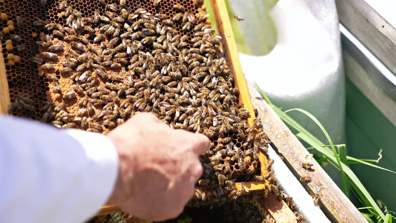Man's bare hand touches bees crawling by the frame. Fearless apiarist used to bee stings. Close up.