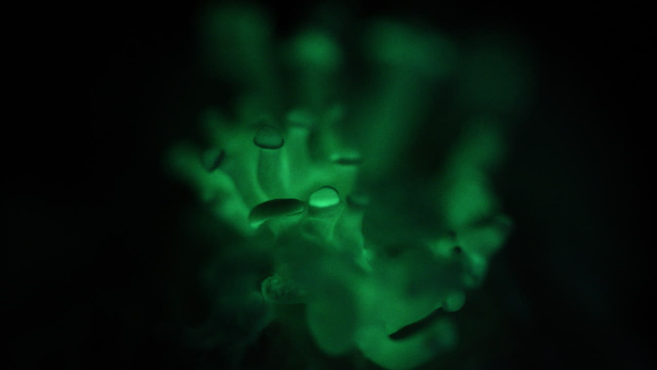 Beautiful Close Up of Green Glowing Mushrooms - Panellus stipticus
