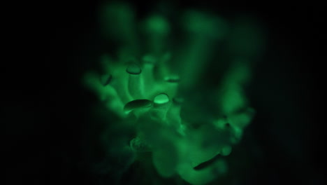 beautiful close up of green glowing mushrooms - panellus stipticus