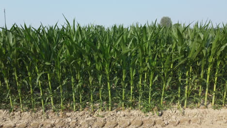 corn agriculture cultivation organic field
