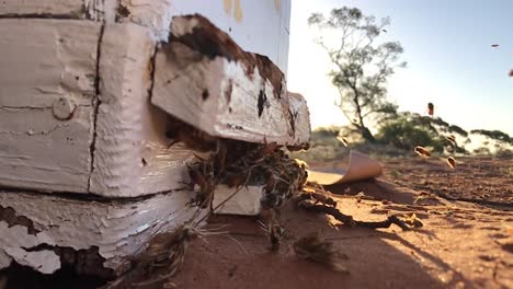 abejas volando hacia una colmena al atardecer.