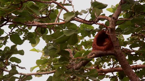 Ein-Roter-Ofenvogel-Thront-Am-Eingang-Zu-Seinem-Lehmnest-In-Einem-Baum