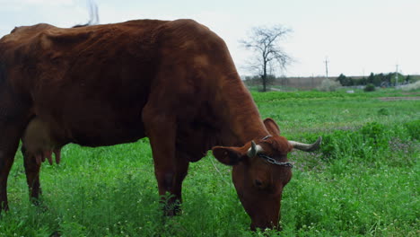 Nutztiervieh,-Das-Gras-In-Der-Natur-Im-Ländlichen-Feldwiesehintergrund-Füttert.