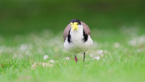 masked lapwing walks toward camera then stops in slow motion with bokeh baground