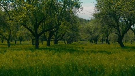 low aerial flight meadow tall grass field plantation and trees slow motion