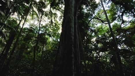 lush forest canopy with towering trees