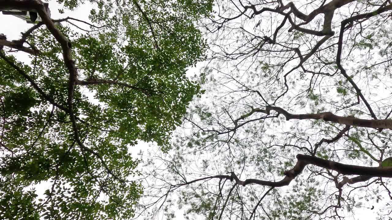 Tree branches and leaves against the sky