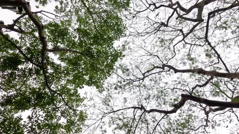 ramas de árboles y hojas contra el cielo