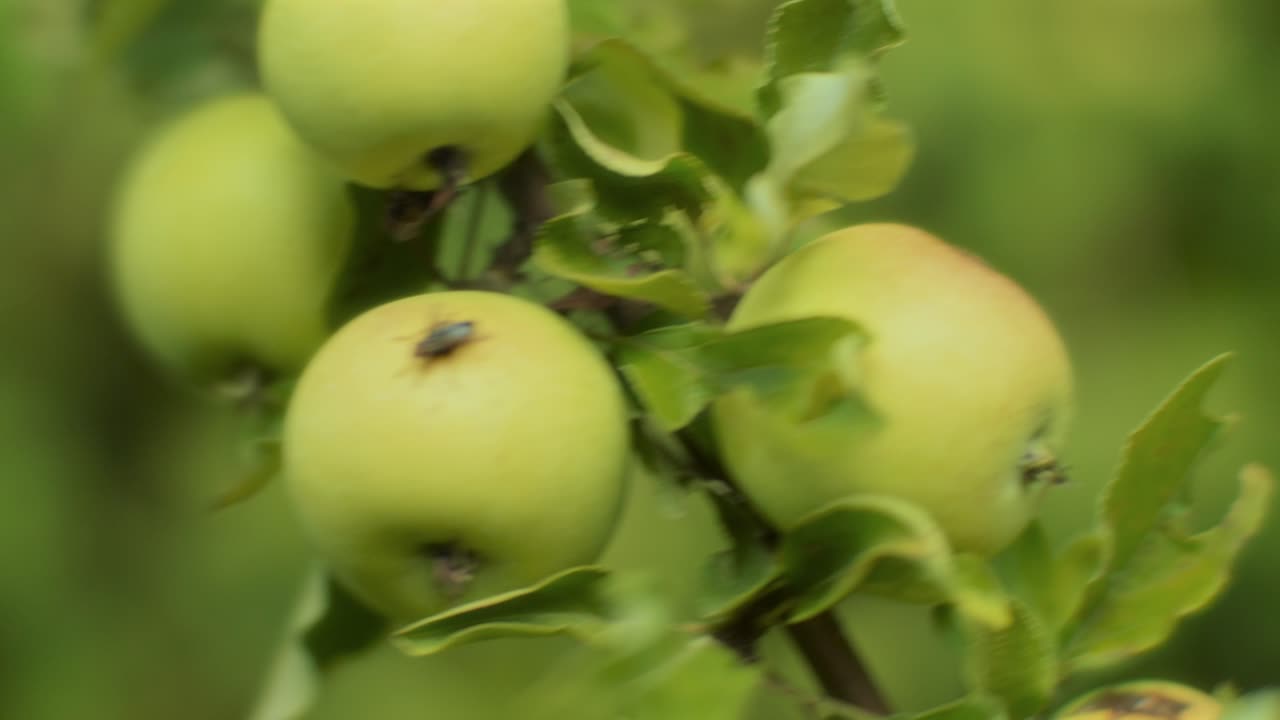 Primo piano di un ramo di melo verde pieno di mele con una mosca posata