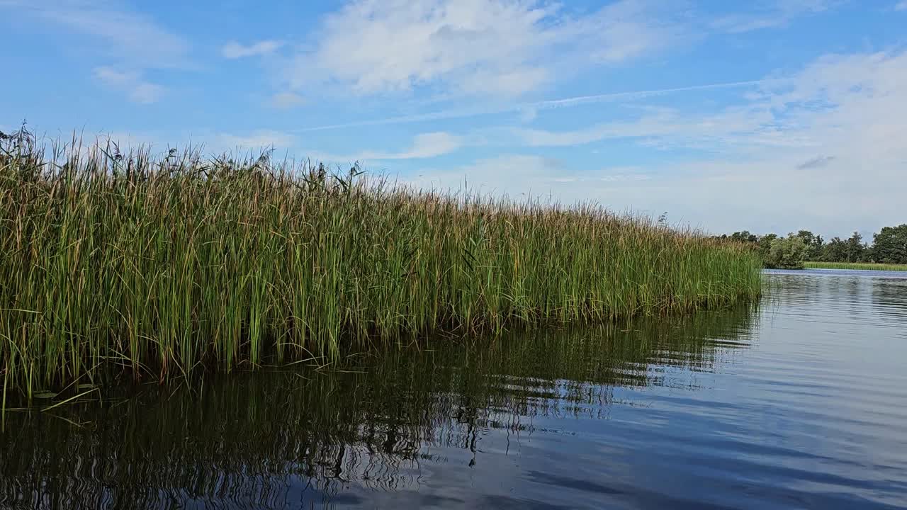 This footage shows tall and green grass on a lakeside. It was taken during summer with a clear blue sky.