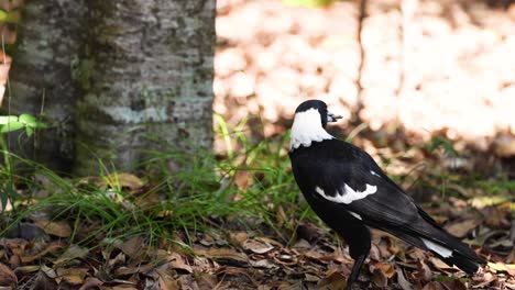 magpie exploring and foraging in a grassy park