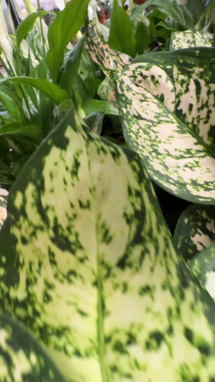 Close up of plants and foliage