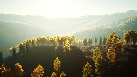 Hermoso-Paisaje-De-Un-Bosque-Verde-Y-Amarillo-Dorado