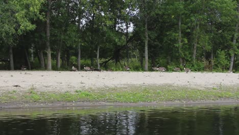 birds resting on the dry ground between the green trees and the kawartha lake
