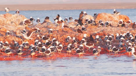 huge colony of sea birds basking in sun on a rocky island in the sea including seagulls cormorants, petrels , waves