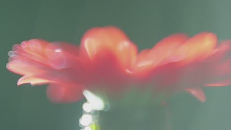 a red flower in a jar rotating