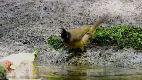 black-crested bulbul grooming after a bath in the forest during a hot day, pycnonotus flaviventris, in slow motion