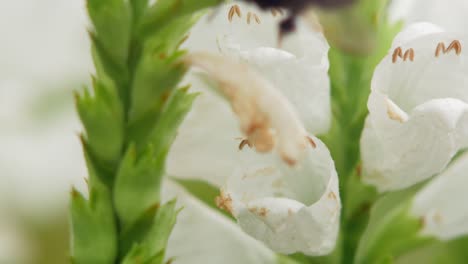 Hummel-Sammelt-Pollen-Von-Einer-Weißen-Blumenpflanze-Des-Löwenmauls