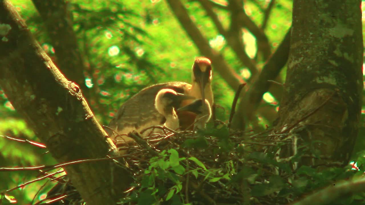 Family Of Buff Necked Ibis Birds In A Nest With Two Babies Free Stock ...