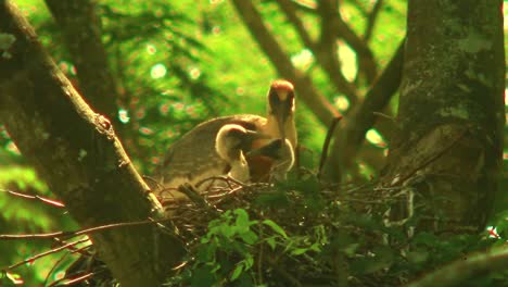 family of buff necked ibis birds in a nest with two babies
