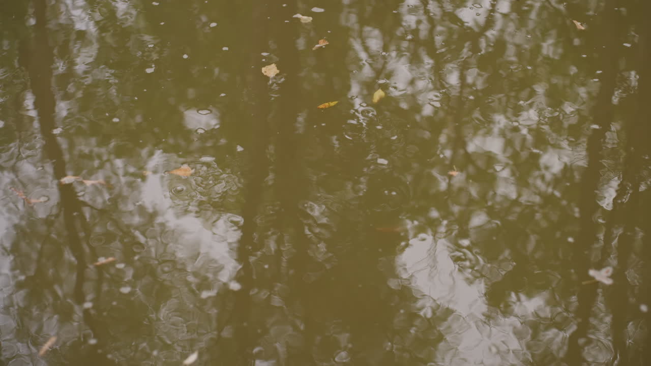 murky water reflecting trees leaves drifting, brown surface scattered with small debris and algae, gentle ripples from breeze, muted overcast lighting, tranquil forest mood, ideal for cinematic