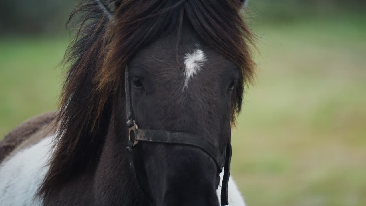 un primer plano de un caballo blanco y negro en un exuberante campo verde