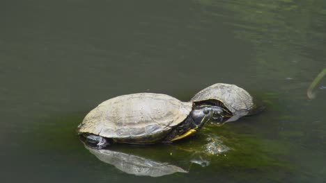 tortuga en piedra en el lago