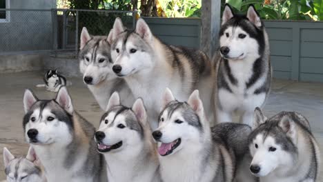 syberian husky dogs pay attention to their food