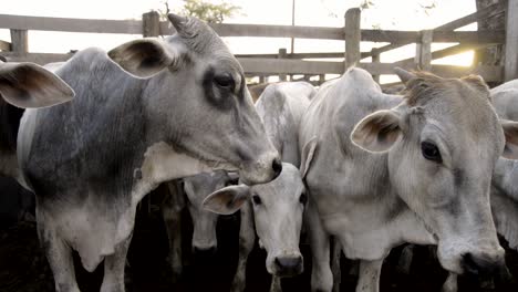 panoramic closeup of a young cattle herd in a corral outdoors