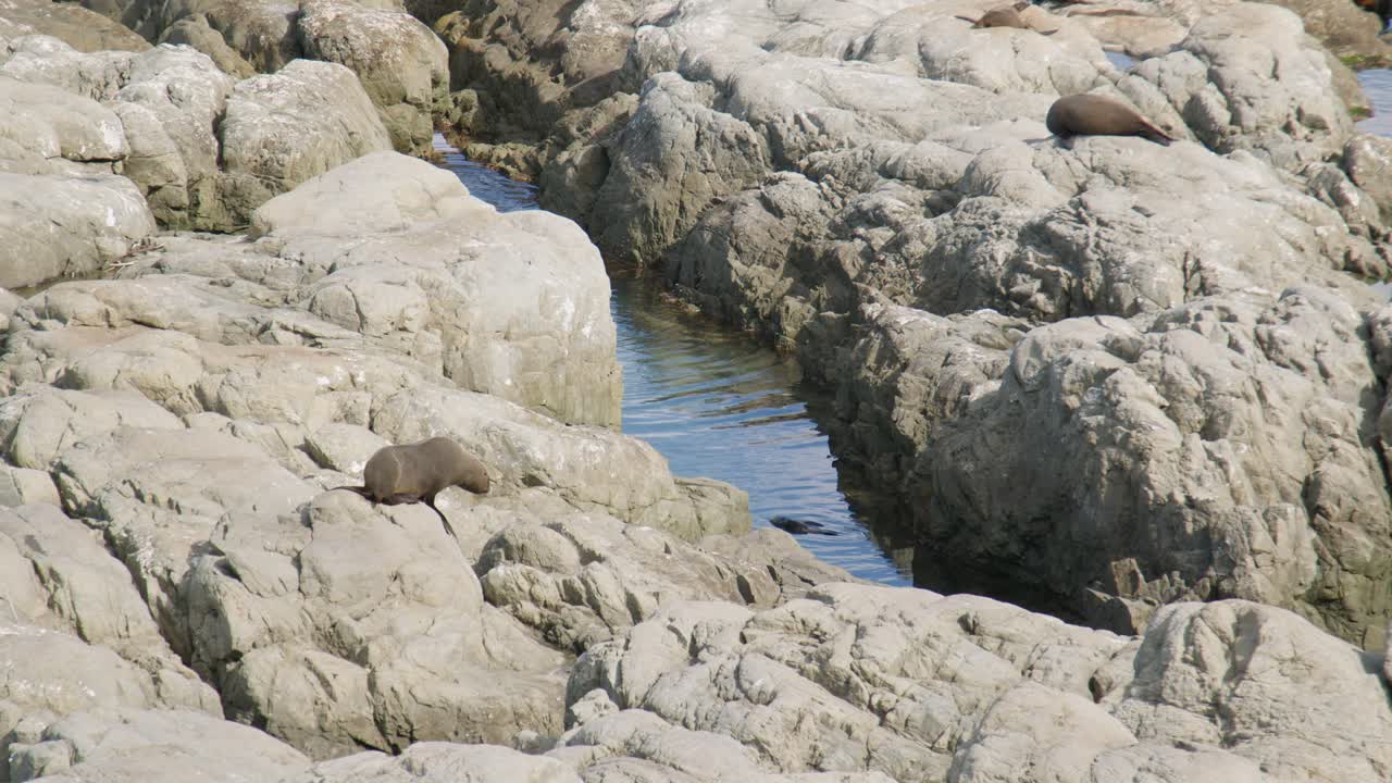 Static shot of a fur seal walking along rocks towards a pool of water and diving in. Kaikoura, New Zealand