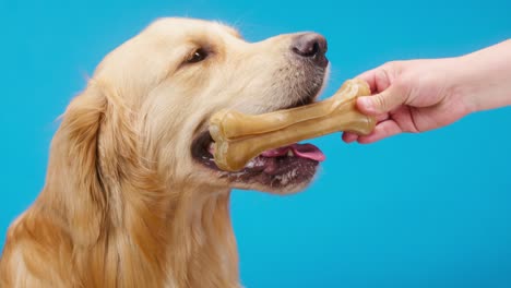 giving bone to golden retriever on blue background, gold labrador dog holding treat in mouth and sitting close up. shooting playful domestic pet with toys in studio. treats for animals