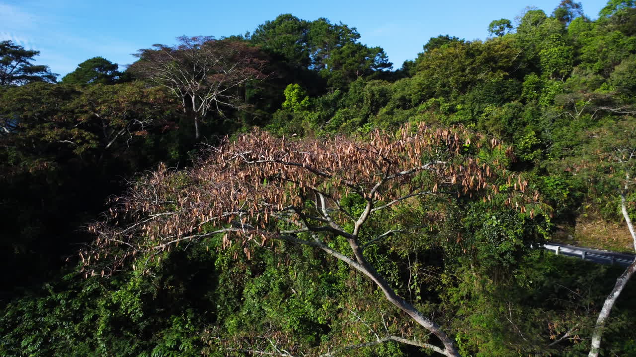 tiro giratorio de drones aéreos sobre un denso bosque verde a lo largo de las colinas en la provincia de binh phuoc, vietnam durante la temporada seca de otoño durante el día