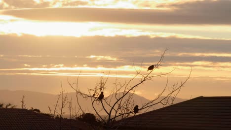 Silhouette-of-Three-small-birds-sitting-on-branches-of-tree-at-golden-hour-sunset-as-one-bird-fly's-away-in-4K