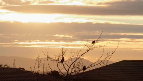 silhouette of three small birds sitting on branches of tree at golden hour sunset as one bird fly's away in 4k