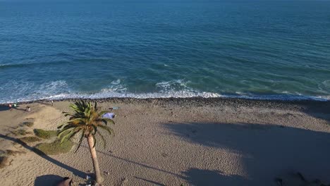 tiro hacia atrás, imágenes aéreas de drones, en la playa de malibu pasando una palmera, costa del pacífico, california, estados unidos